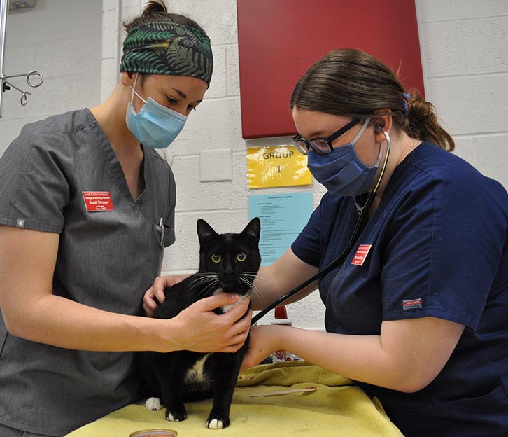 Two vet students perform a check up on a black and white cat